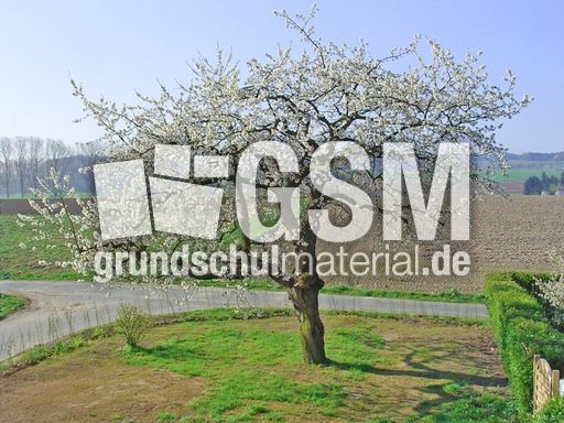 Kirschbaum_Frühling.JPG